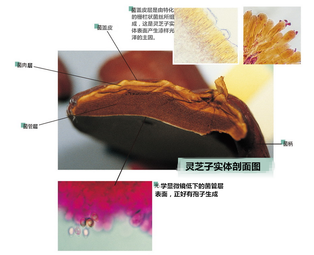 灵芝子实体剖面图