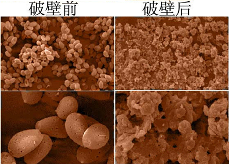 破壁率最早曾代表灵芝孢子粉的好坏 只是曾经